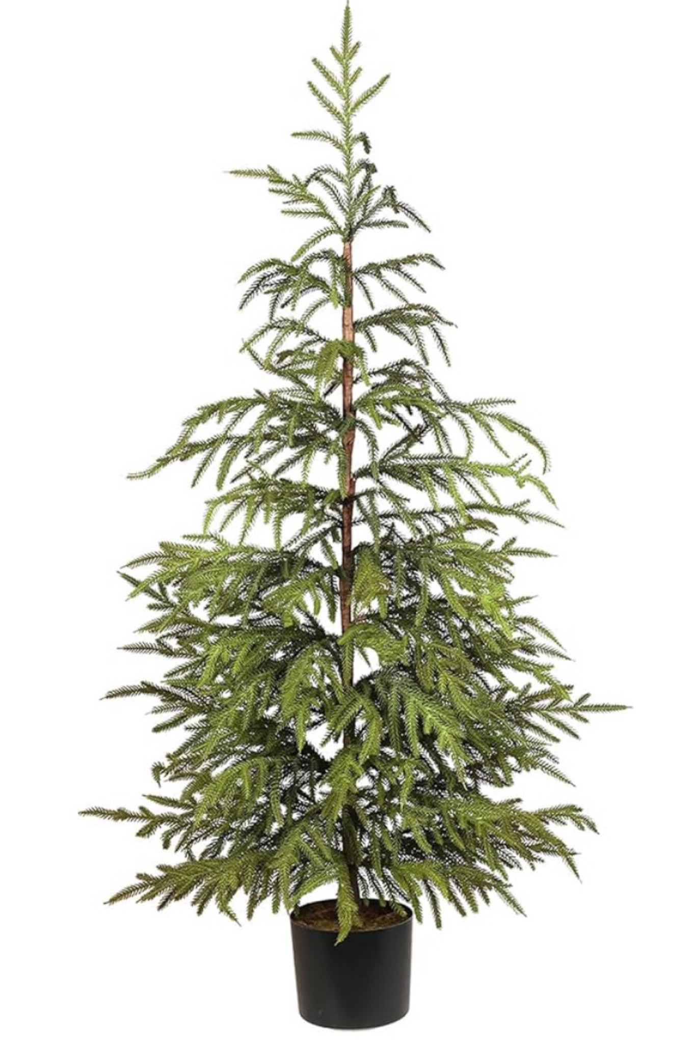 4ft Norfolk Tree 

#amazonfind #holidayfinds #ad #ads #christmas 

#LTKcasa #LTKstyletip #LTKcanada