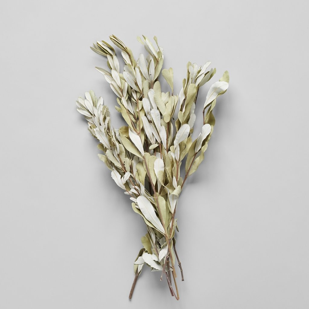 Dried Banksia Foliage | Bloomist