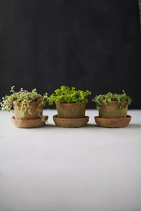 Earth Fired Clay Mini Pot + Saucer, Set of 3 | Anthropologie (US)