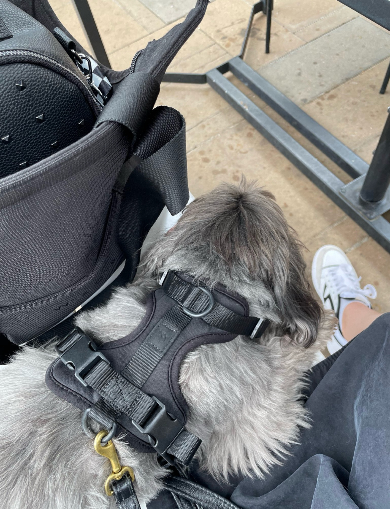 Wild some dog harness and carry bag perfect for eating outside. We use the bag to give Sophie a spot so she’s not scavenging for crumbs or use it to block other dogs or people from her view. Rad Rev backpack organizes everything we need for a day trip!

#LTKTravel #LTKFamily #LTKActive