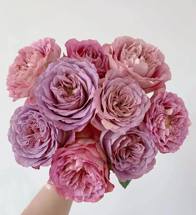 Rose“Solfa” 法尔索/纺 Japanese Rose Live Shrub Plant, Ownroot 6 inch | Etsy (US)