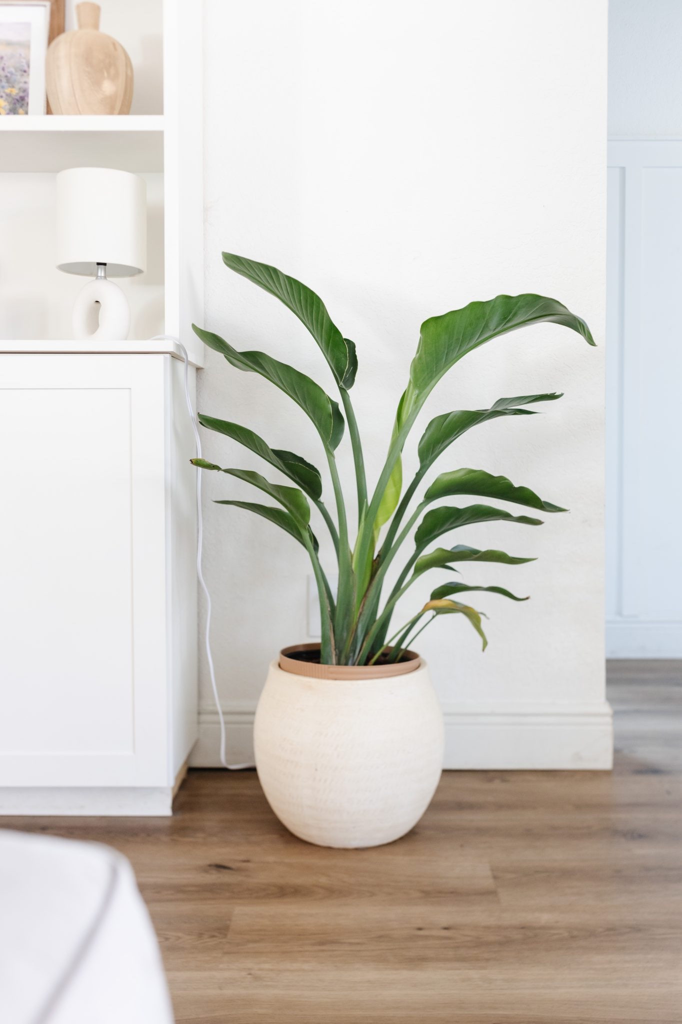 First time ordering a plant online and I was NOT disappointed!

Indoor plants. Birds of paradise  

#LTKSeasonal #LTKhome #LTKSpringSale