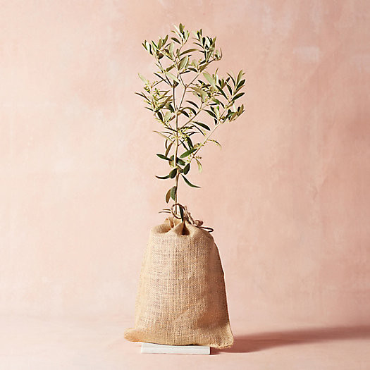 Arbequina Olive Tree, Burlap Cover | Terrain