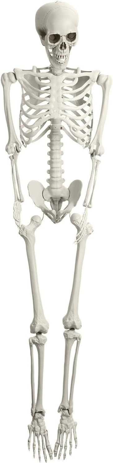 Life Size Skeleton, 5.4Ft Halloween Skeleton Life Size, Life Size Skeleton Poseable, Outdoor Hall... | Amazon (US)