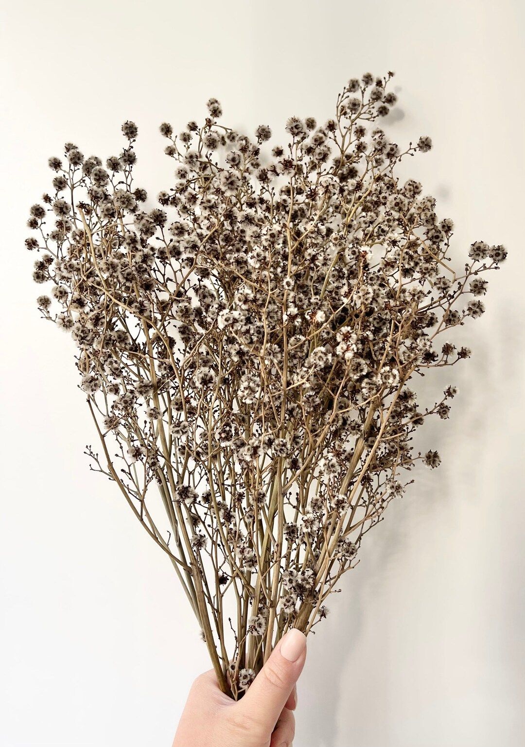 Bunch of Preserved Dried Ash Native Stringlia |Australian Floral Design | Natural Arrangement | D... | Etsy (US)