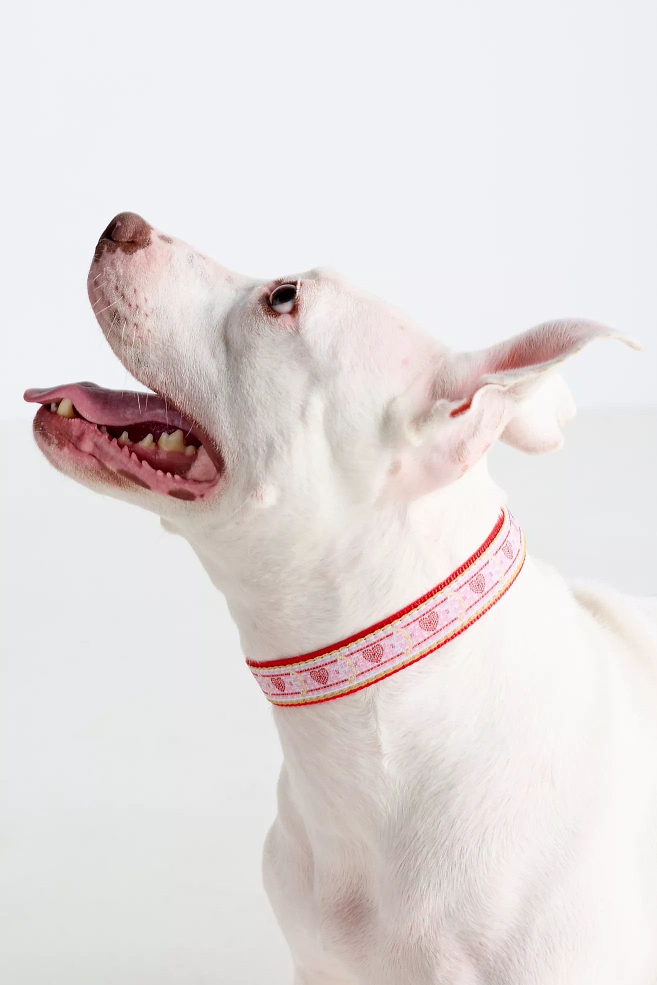 The Bistro Tile Dog Collar: Valentine's Day Edition | Anthropologie (US)