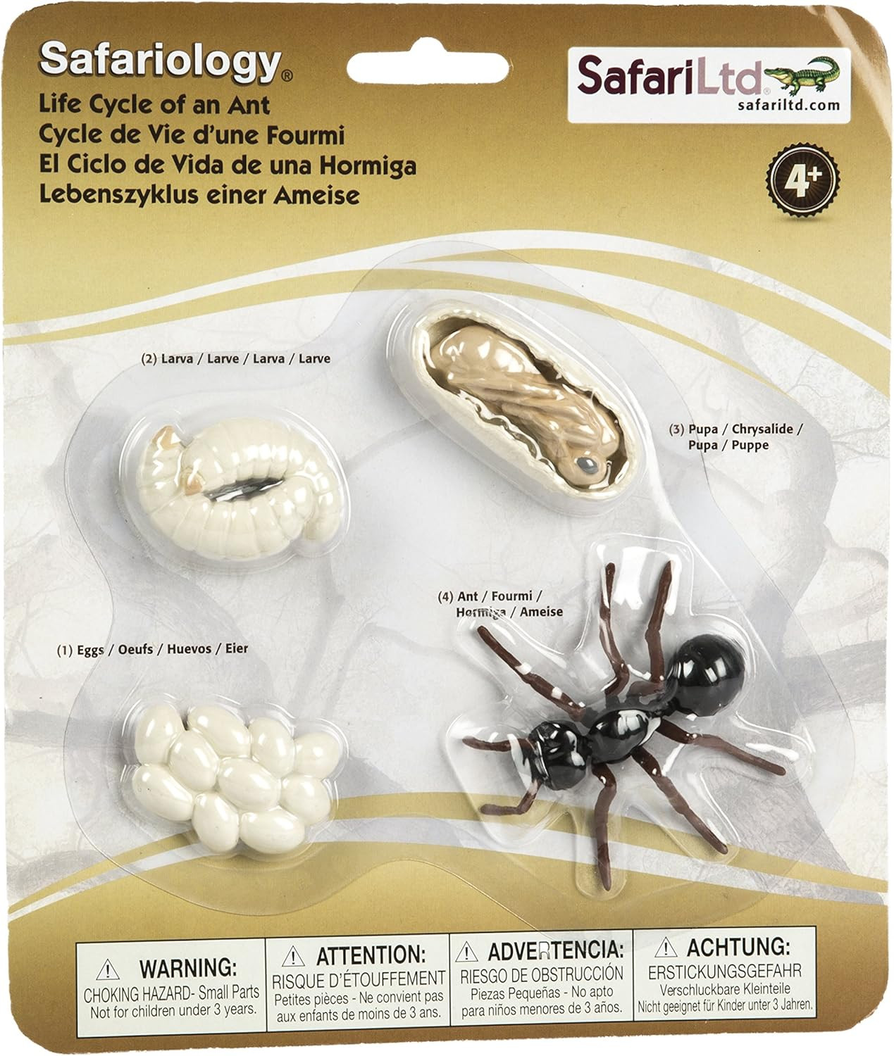 Safari Life Cycle of an Ant | Amazon (US)