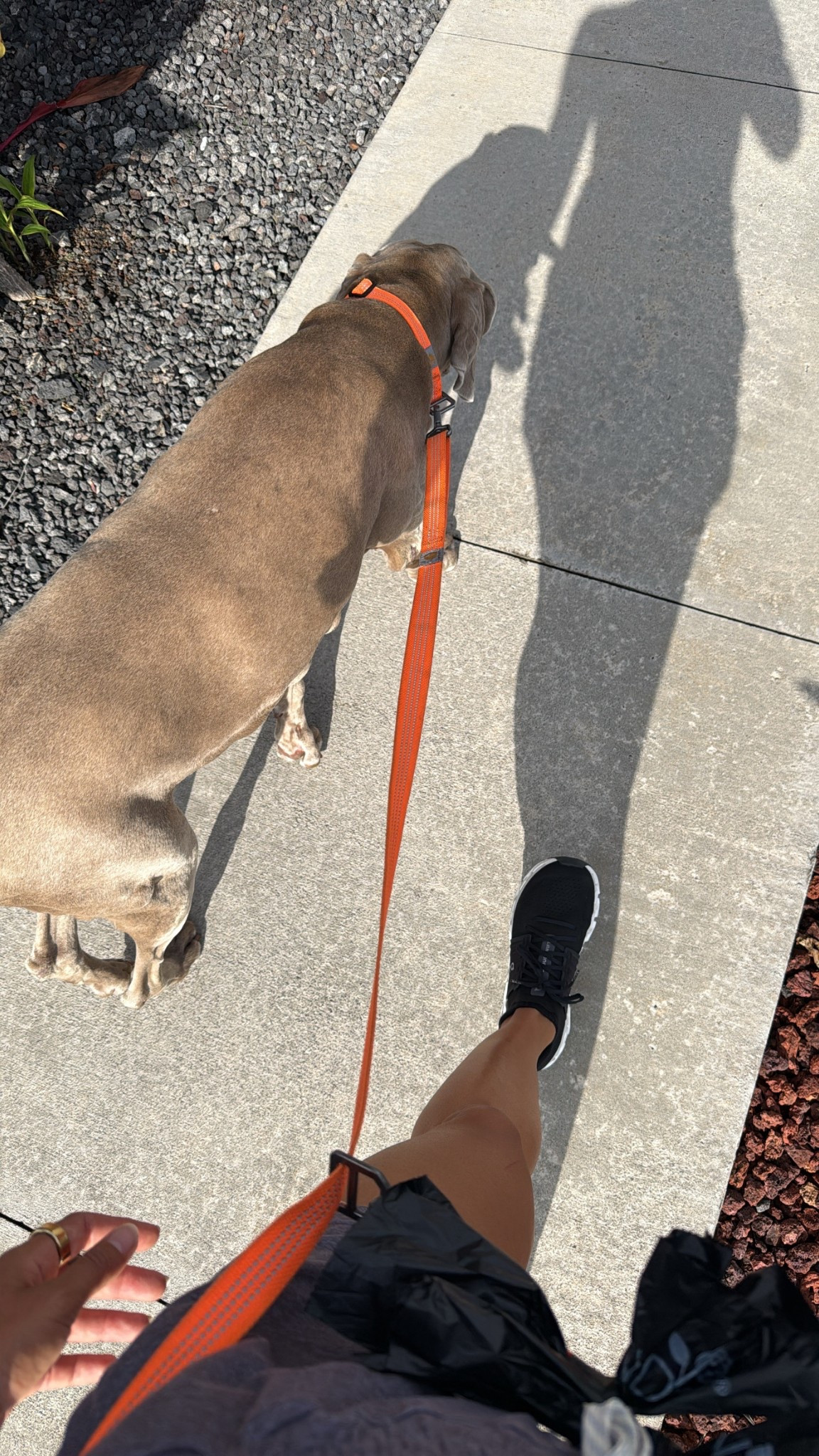 Let’s go on more walks with our dogs! This is my FAVORITE dog leash & collar combo by @Carhartt - super easy to walk and run with, and it’s adjustable to works well to hold or wear around your waist. 



#LTKActive #LTKGiftGuide #LTKFamily