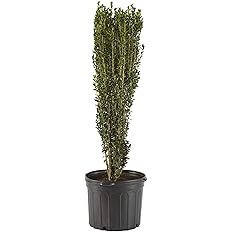 1 Gallon Holly Sky Pencil Shrub | Amazon (US)