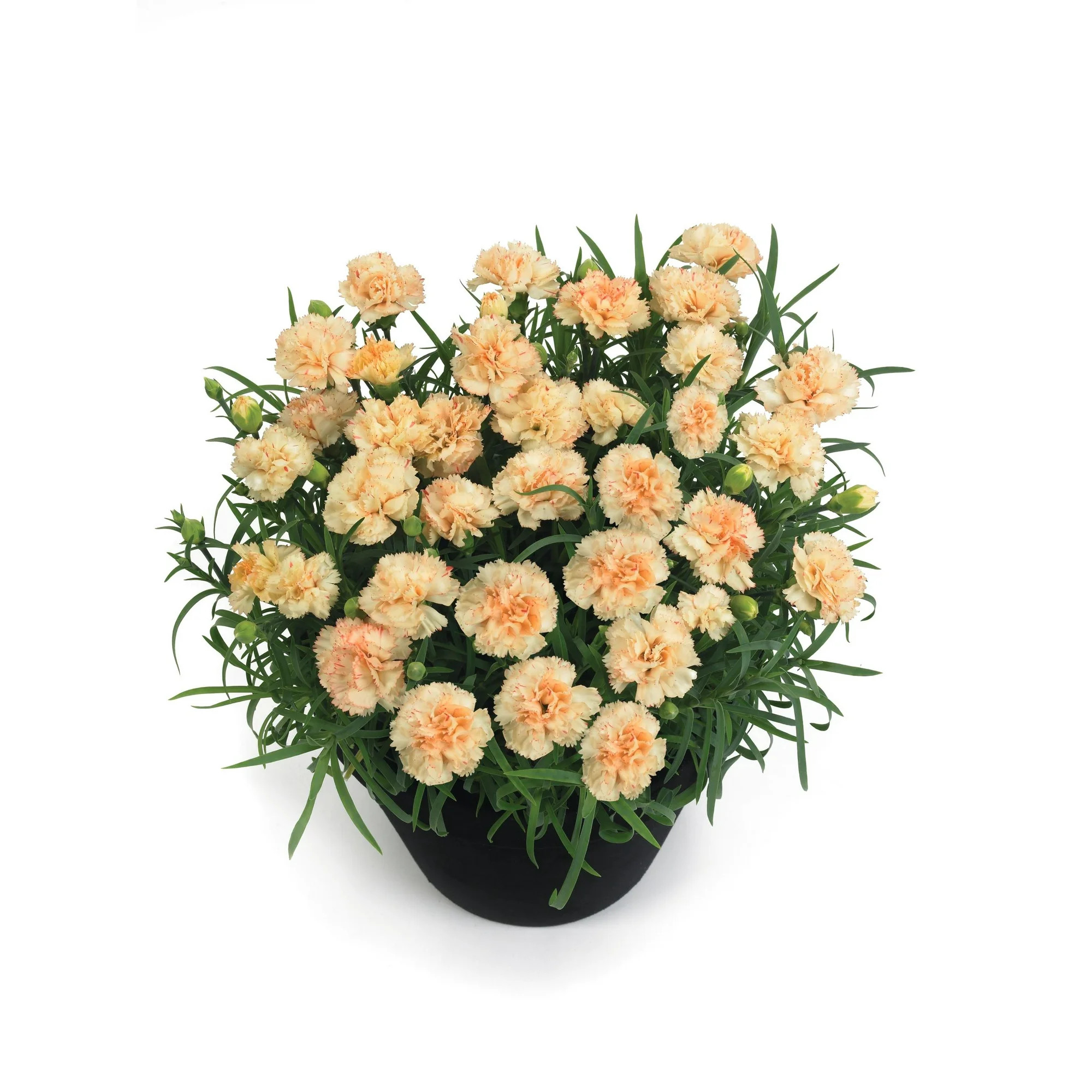 Better Homes & Gardens Pink Carnation Dianthus, Flowering Outdoor Plants, 2 qt. Pot | Walmart (US)