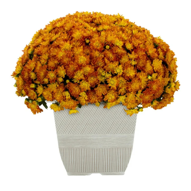 Expert Gardener 1Gal Orange Garden Chrysanthemum Plant Decorative Square Pot Sun | Walmart (US)