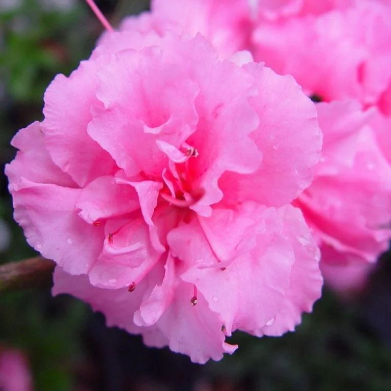 Azalea Bloom-A-Thon Pink Double Azalea Rhododendron 2 Gallon Bareroot | Walmart (US)