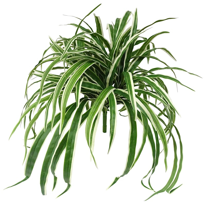 Spider Plant Bush, 26" | At Home