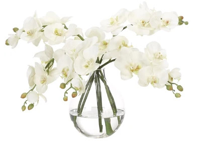 WHITE ORCHIDS | Alice Lane Home Collection