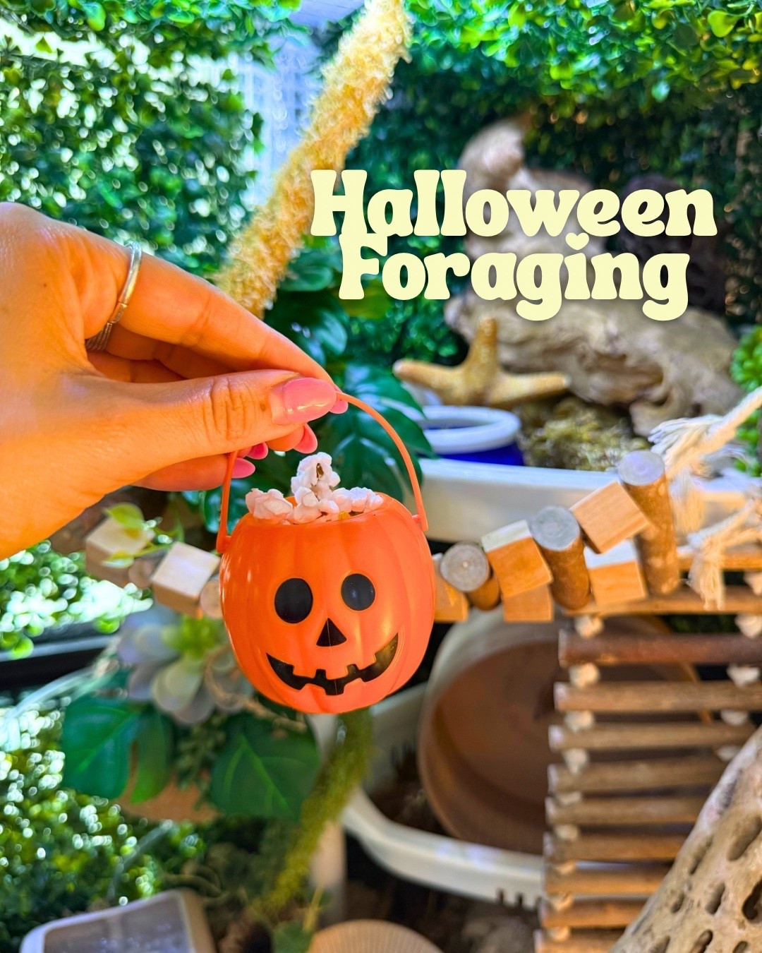 Halloween foraging for hermit crabs