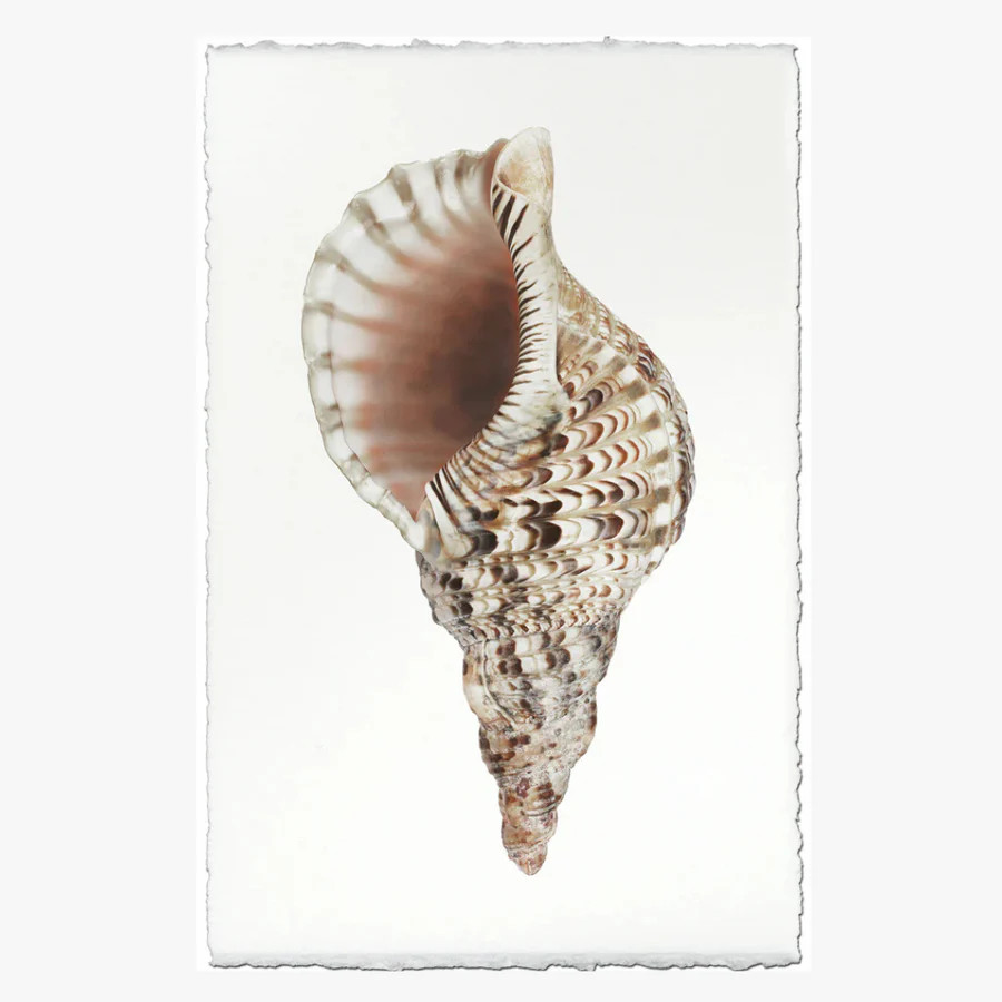 Triton Shell Art Print | Dear Keaton