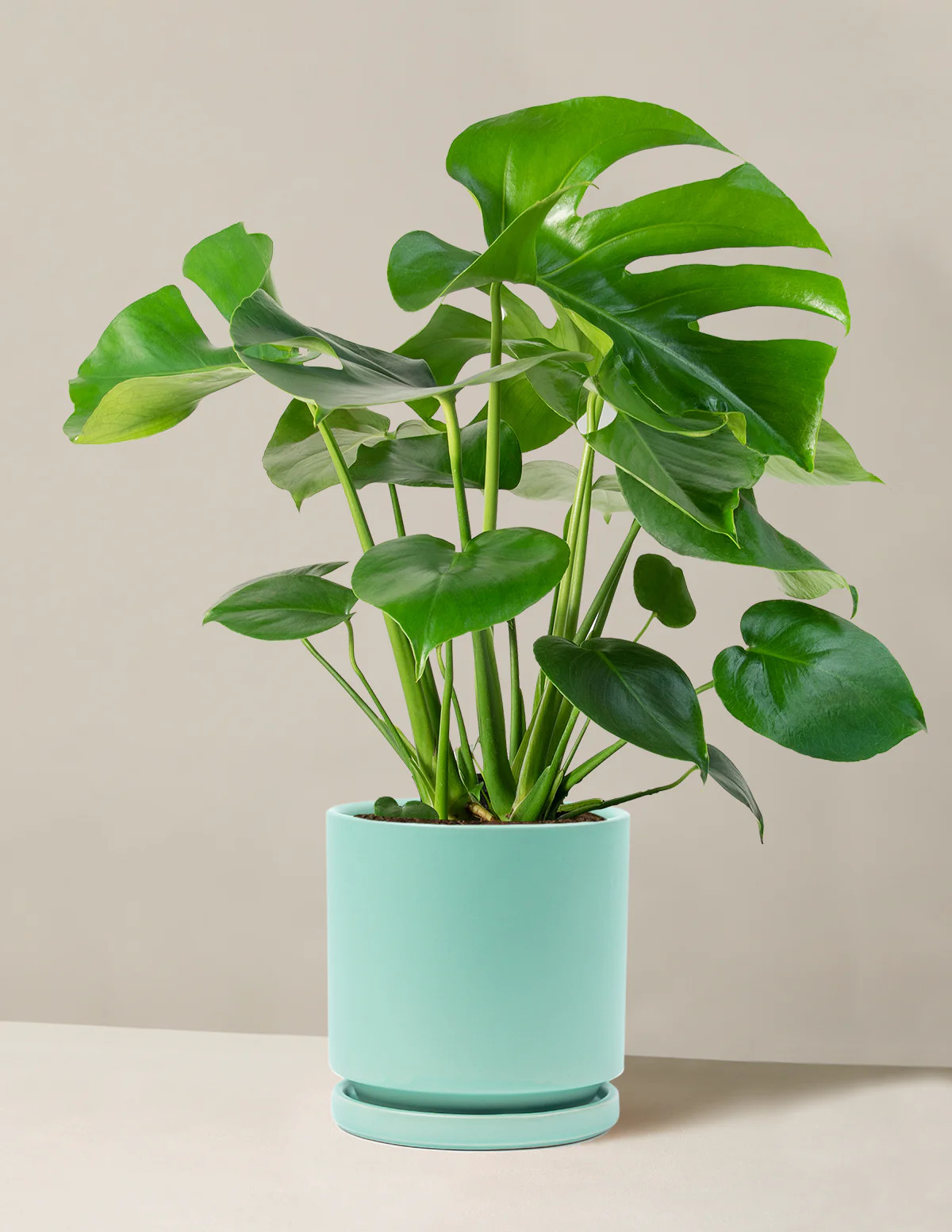 Monstera Deliciosa | The Sill
