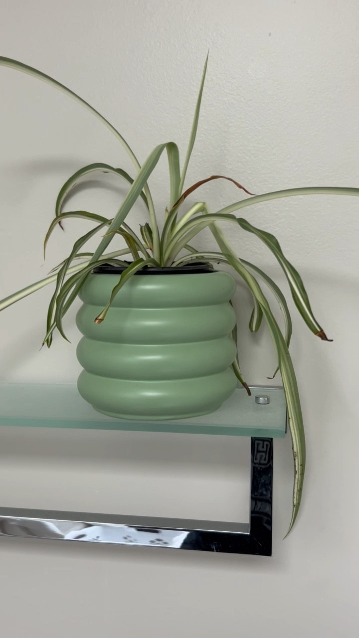 Having an indoor plant corner has been so lovely and soothing. Here, I’m potting up my son’s baby spider plant. It certainly got a fabulous upgrade with this bubble planter from Target  

#LTKHome #LTKFamily