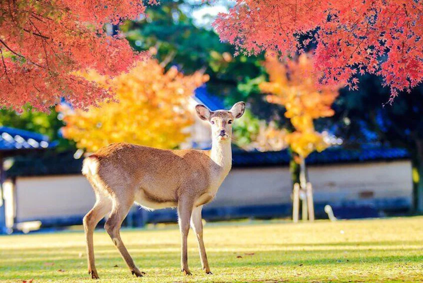Kyoto and Nara UNESCO Highlights Full-day Tour From Osaka | Expedia (US)