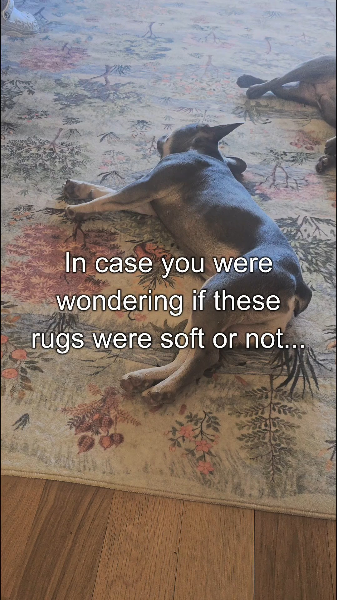 @lahome Rugs I will admit. I questioned "is this going to arrive and be paper thin and useless?" To help others that were skeptical like me... no, thats not how it arrives! - Cloud Soft- Vacuum friendly - stain resistant (as in puppy pee sits on top of it and soaks right up)- fully washable! #petparent #frenchielife #pets #washablerug #livinglargeinlilly 

#LTKdayinmylife #LTKmorningroutine #LTKHome