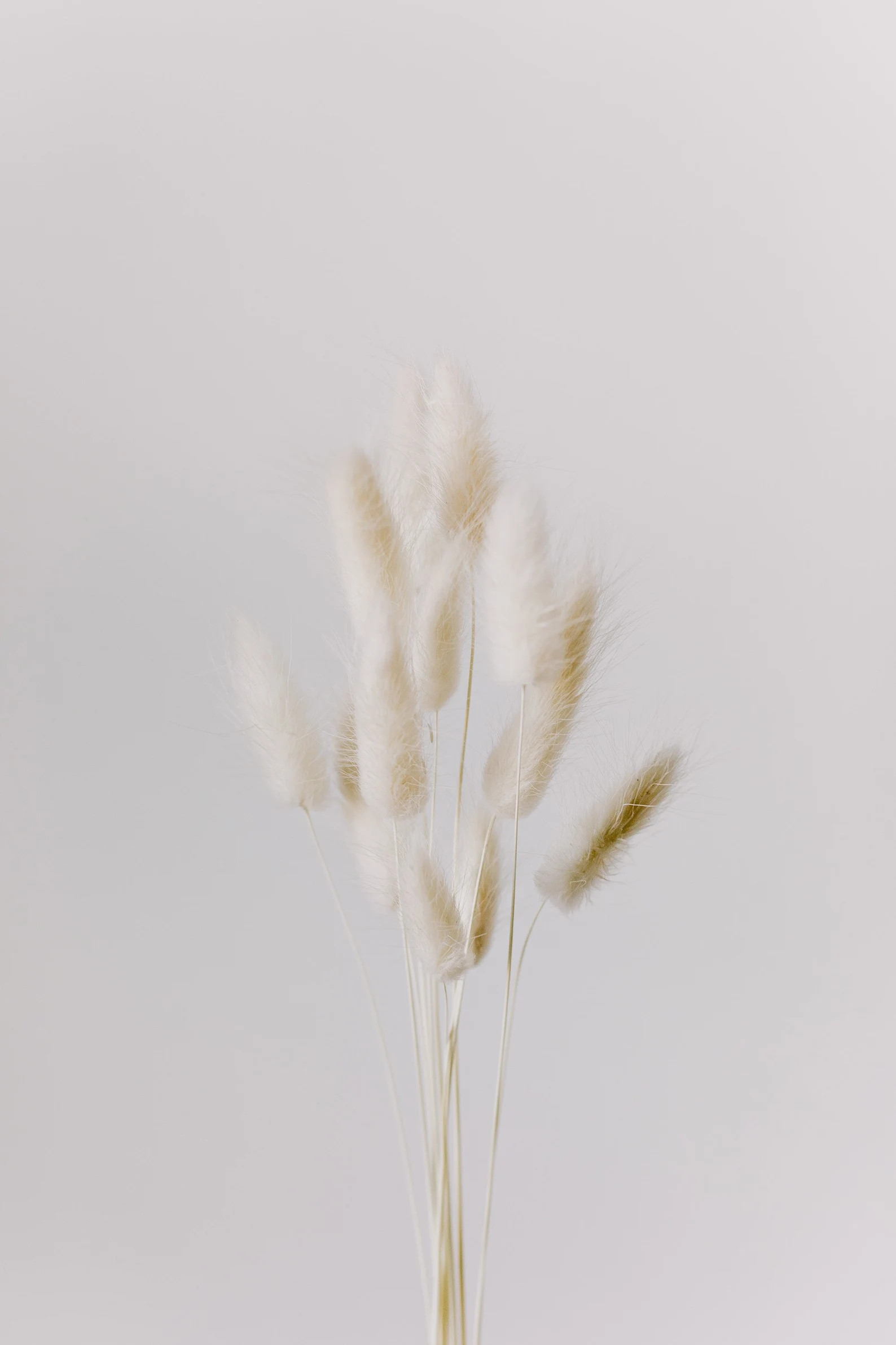 BUNNY TAILS - Bleached Bunny Tails (lagurus), Dried White, Boho Wedding Home Decor - USA - By Gol... | Etsy (US)