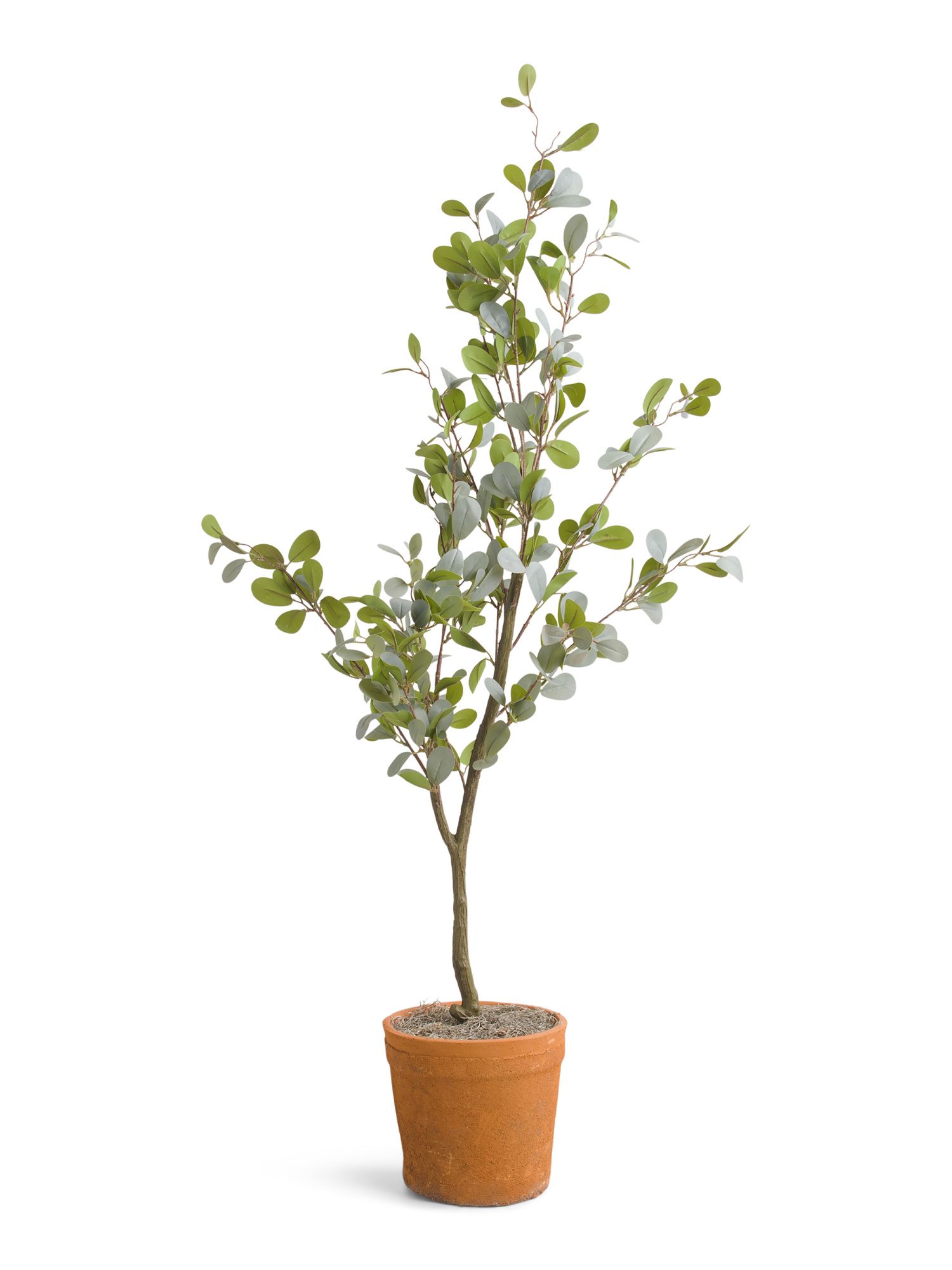 4ft Tree In Stone Planter | TJ Maxx