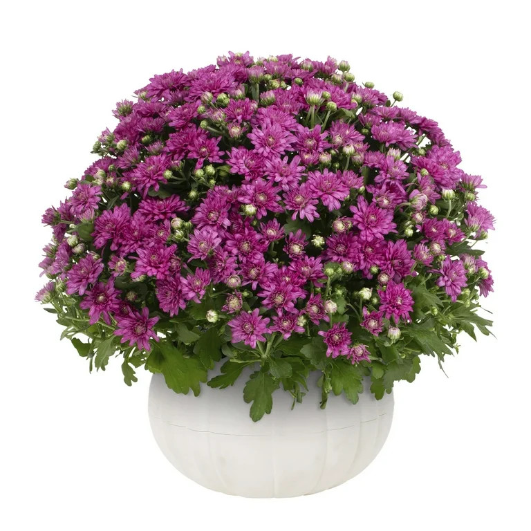 Better Homes & Gardens 3QT Purple Mum Full Sun Live Plant (1-Pack) with Decorative White Pumpkin ... | Walmart (US)