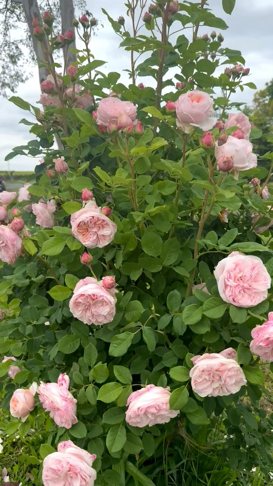 This gorgeous Claire rose bush is a must! It’s one of the top sellers at our flower farm! It is used for wedding bouquets and centerpieces and has a long shelf life! This will make a great Mother’s Day gift, housewarming present and more!  Father’s Day gift. Gardening gift. 

#LTKHome #LTKSeasonal #LTKMothersDay