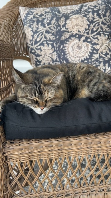 Kitty is enjoying her new porch cushions! 

Front porch refresh with new porch rug and wicker chair cushions 

Linked all of our other porch favorites as well!

#LTKMothersDay #LTKHome #LTKSaleAlert