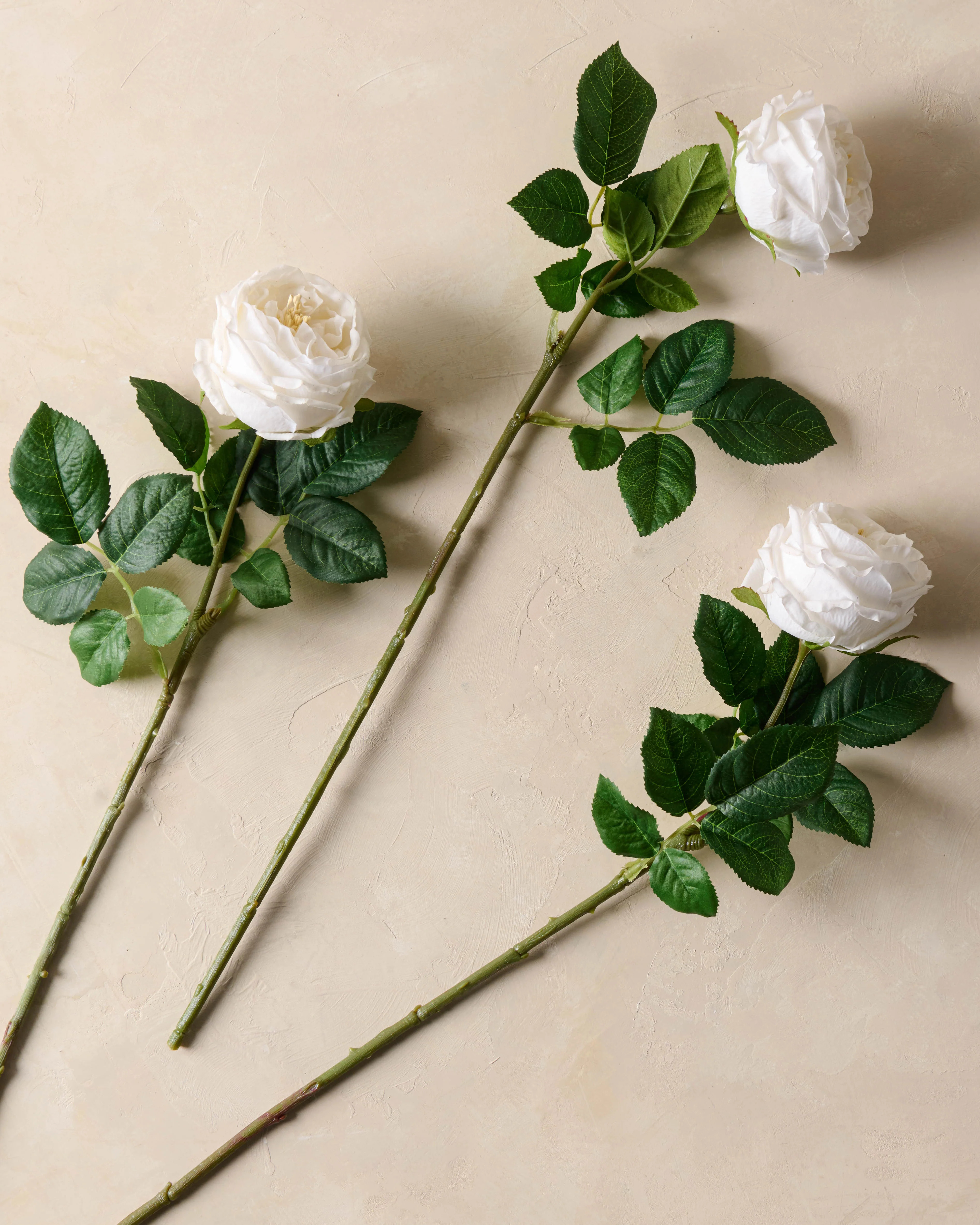 Austin Rose Stem | Magnolia