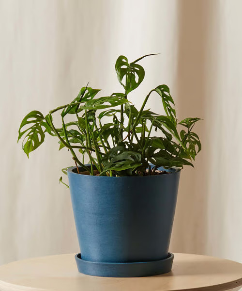 Bloomscape Monstera Adansonii Plant With Pot - Blue | Verishop