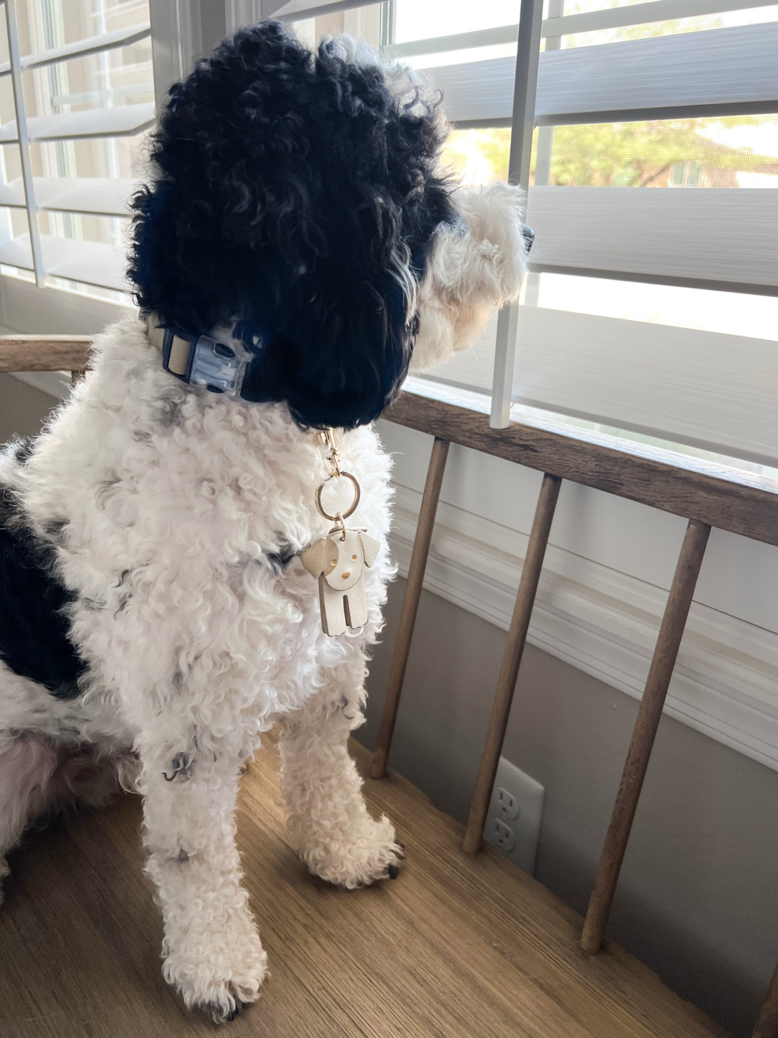 Toby modeling his new Target finds! Cute collar and puppy keychain. 

#LTKFamily #LTKSeasonal #LTKFindsUnder50