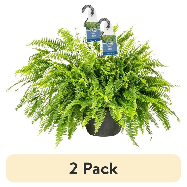 (2 pack) Expert Gardener 20-24" Wide Boston Fern Live Plant in 1.5-Gallon Grower Pot | Walmart (US)