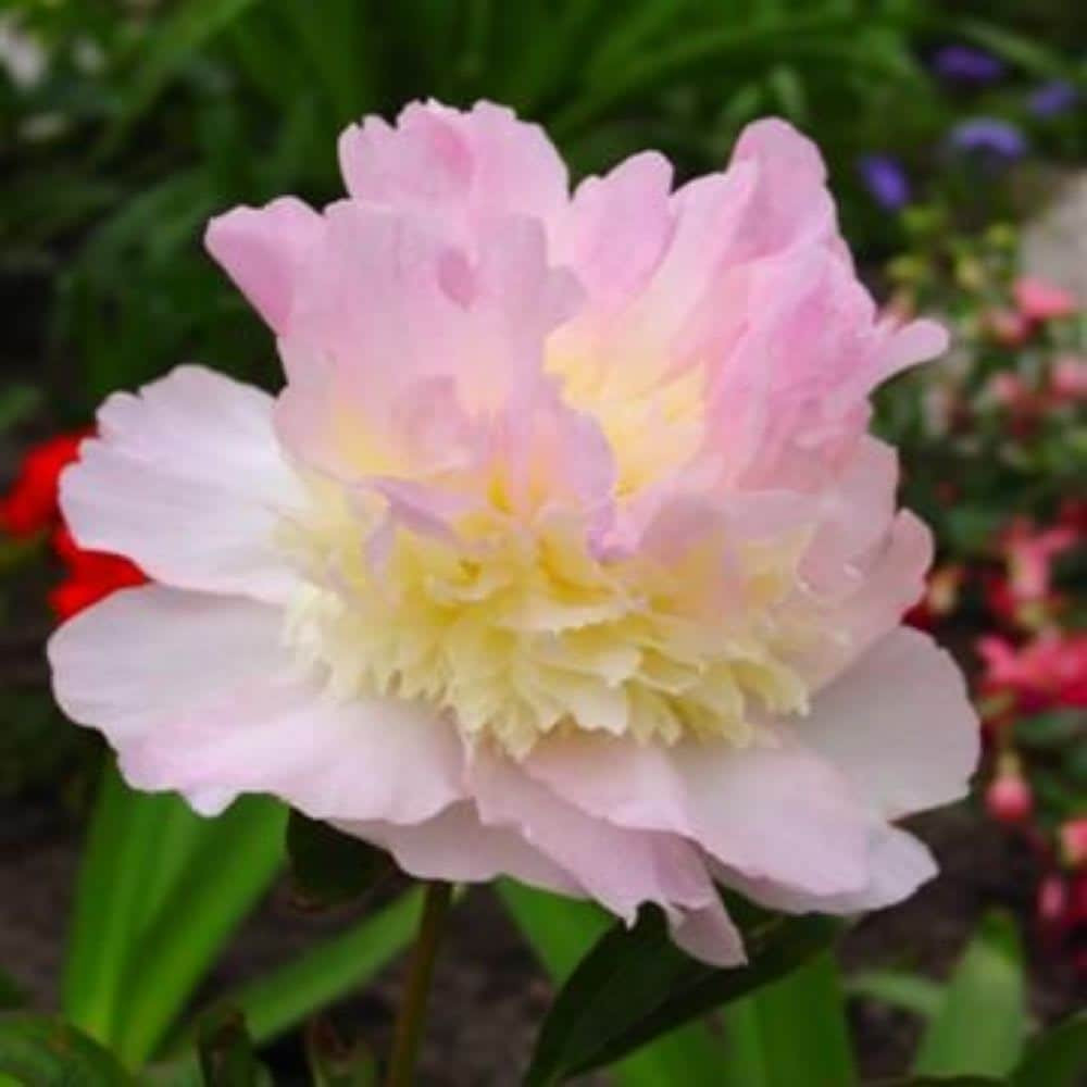 Hirt's Gardens Peony Raspberry Sundae - Fragrant - Raspberry/Pink/White - Bareroot - 2/3Eye one_size | 811332031743 | Lowe's