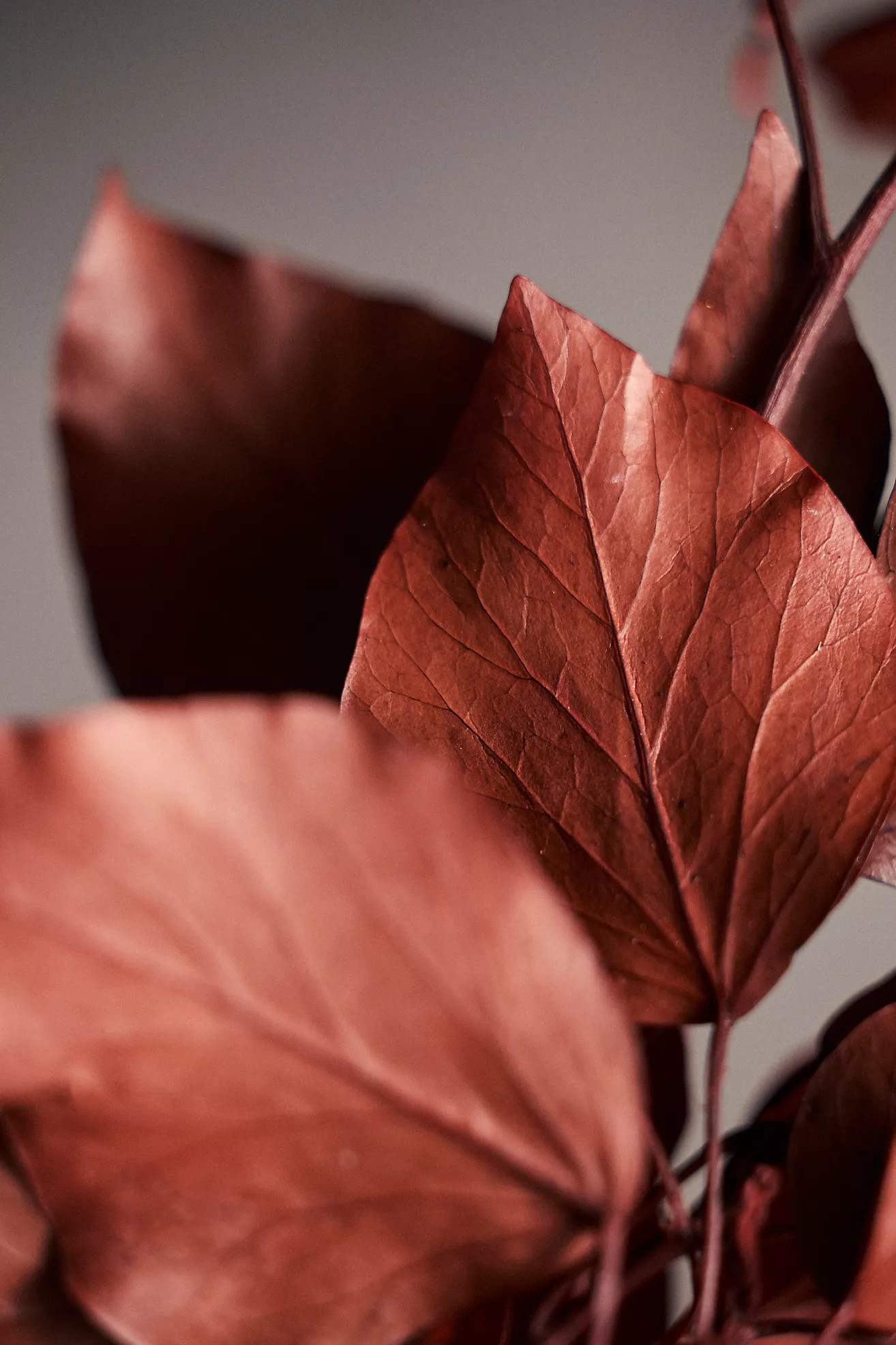 Preserved Hedera Bunch | Terrain