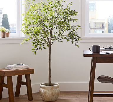 Faux Potted Triangular Ficus | Pottery Barn (US)