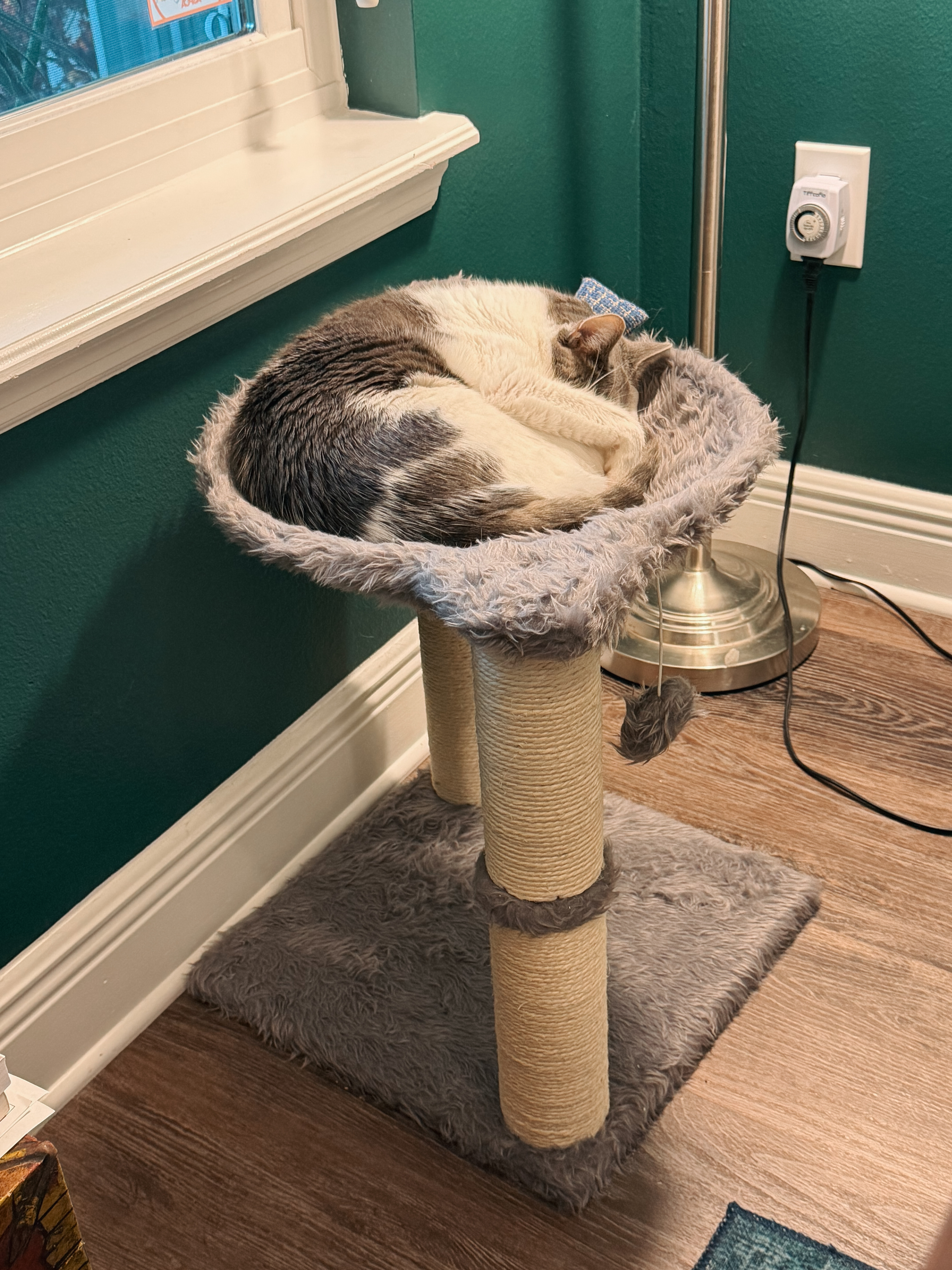 My cat Emory loves this mini cat tree sling bed. Perfect for small spaces, it gives her a cozy elevated spot without taking up floor space. She sleeps in it every single day, and I love that it is minimalist enough to fit our home aesthetic. 

 #LTKstorytime #LTKHome #LTKFindsUnder50