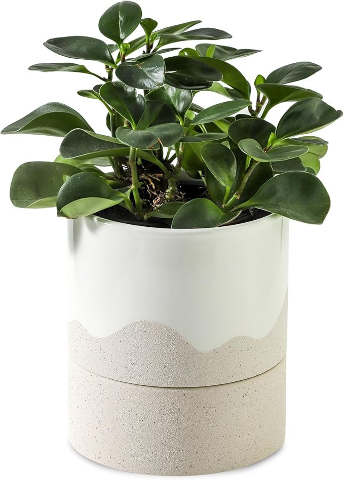 6 Inch Self Watering Plant Pot, Ceramic Planter with Drainage Hole & Saucer for Indoor & Outdoor ... | Amazon (US)