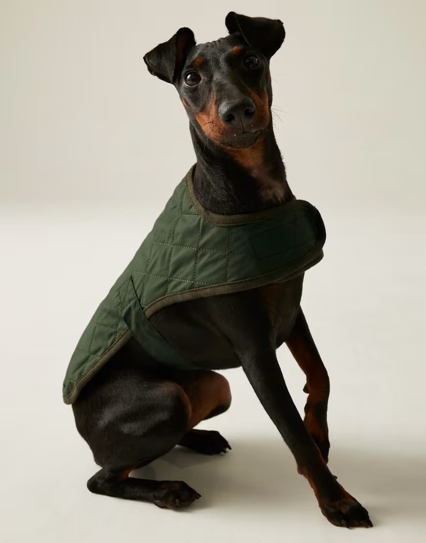 Regatta Odie quilted water repellent dog coat in dark khaki-Green | ASOS (Global)