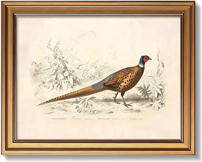 Gold Framed Vintage Pheasant Canvas Wall Art, Rustic Bird Poster Painting Print Picture, Antique ... | Amazon (US)
