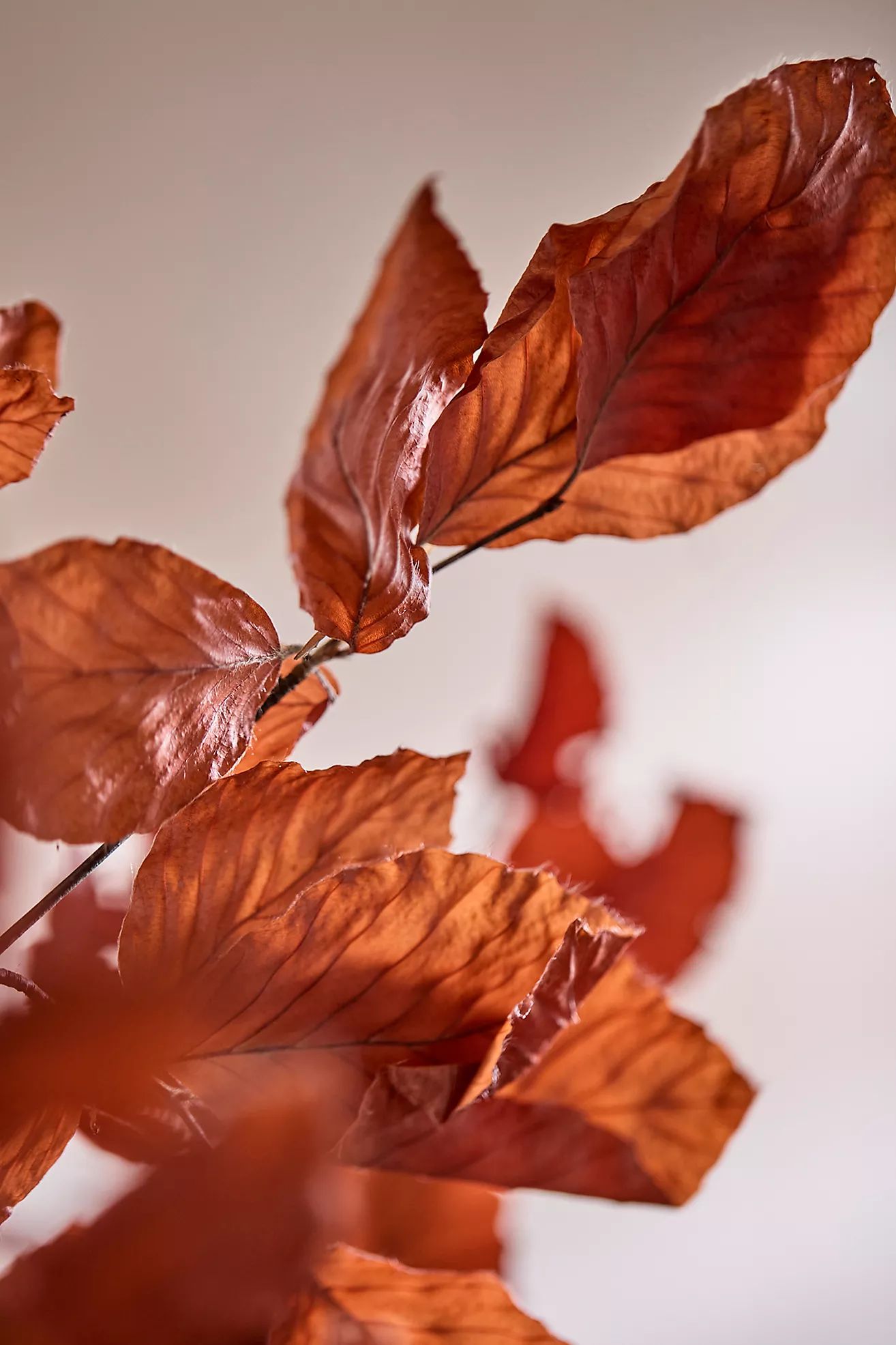 Preserved Beech Leaf Bunch | Anthropologie (US)