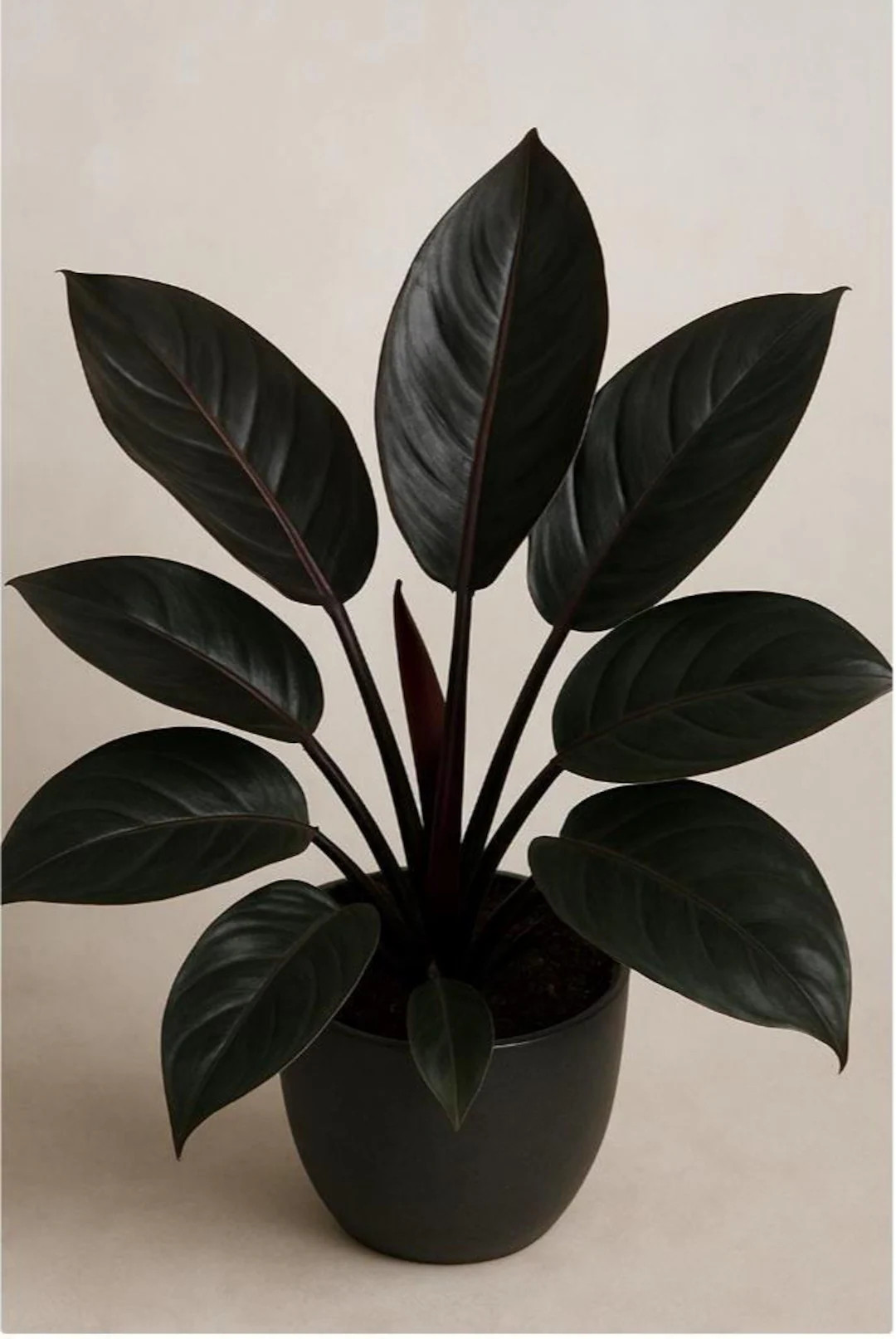 Philodendron Black Cardinal Starter Plant (ALL PLANTS Require You to Purchase 2 Plants!) - Etsy | Etsy (US)