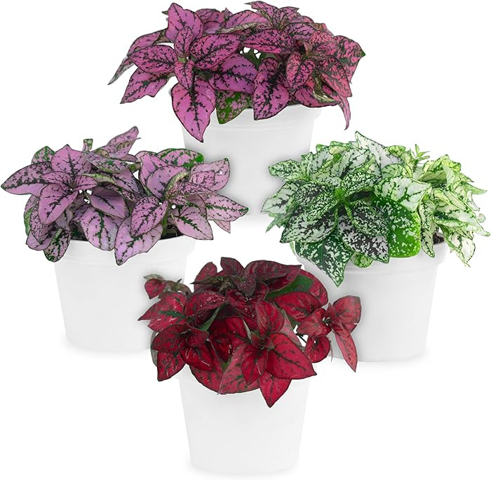 Polka Dot Plant Collection Live Plants (4-Pack) - Air Purifying Plants Indoor, Easy Plants Live H... | Amazon (US)