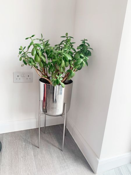Putting a money plant in a silver pot attracts more money

#LTKuk #LTKeurope #LTKhome