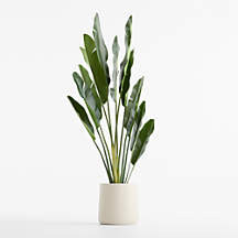 Potted Faux Bird of Paradise Plant 74" | Crate & Barrel | Crate & Barrel