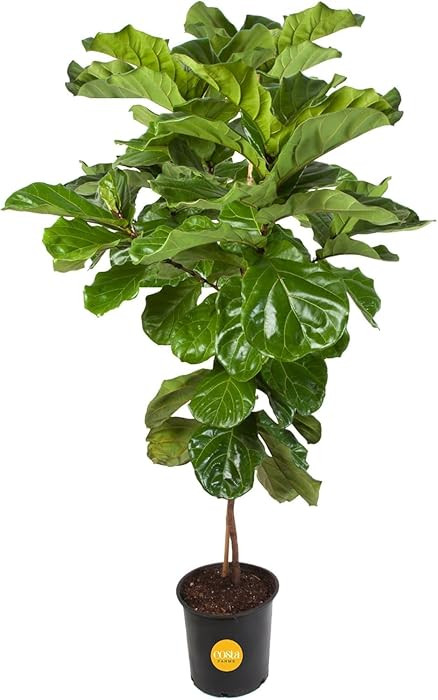 Costa Farms Fiddle Leaf Fig Tree Live Plant in Plastic Pot, Large Indoor Houseplant, Perfect for ... | Amazon (US)