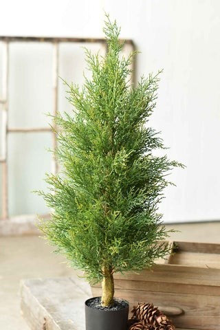 3' McKinley Cedar Tree | The Nested Fig