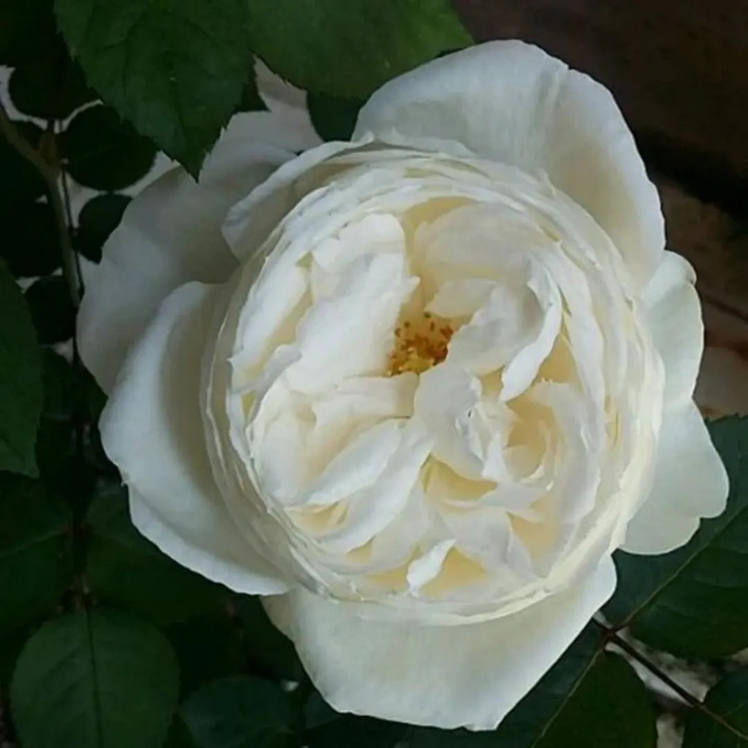 Snowball Forever 永远的雪球 (denmark), 1 Gallon - Etsy | Etsy (US)