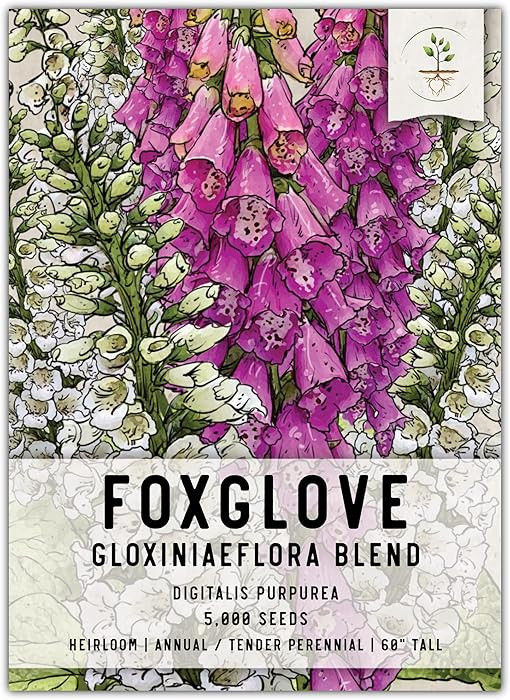 Seed Needs Foxglove Seeds for Planting Gloxiniaeflora Blend - Heirloom & Open Pollinated Wildflow... | Amazon (US)