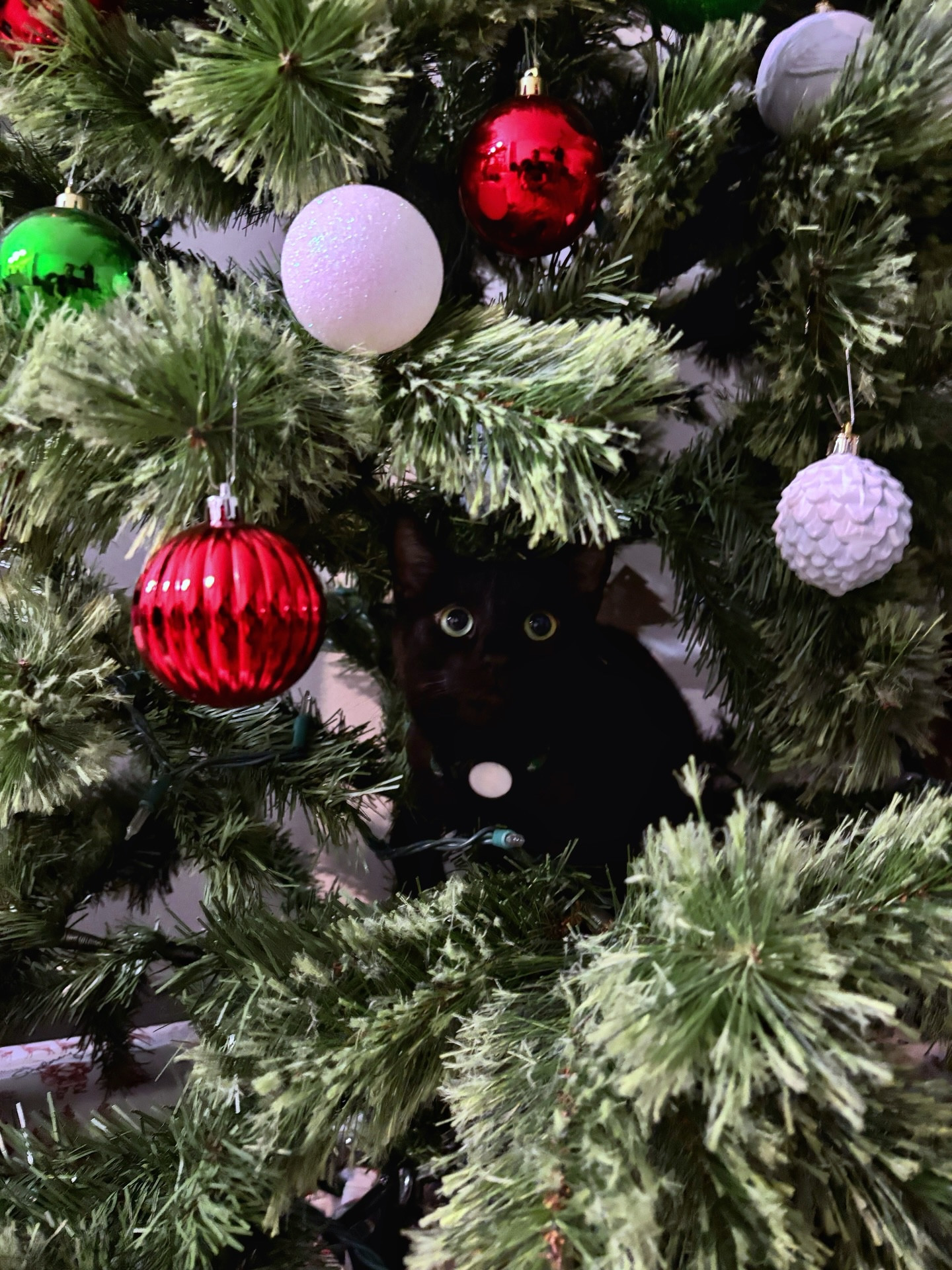 Don't let his cuteness fool you… the ornaments didn't stand a chance after this photo 🎄 Luckily, they’re shatter proof 😊

#LTKGiftGuide #LTKHome #LTKHoliday